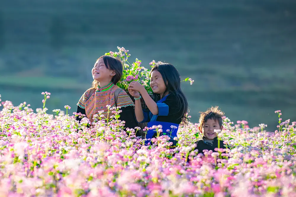 Best Time to Visit Ha Giang Loop - Buckwheat flower season