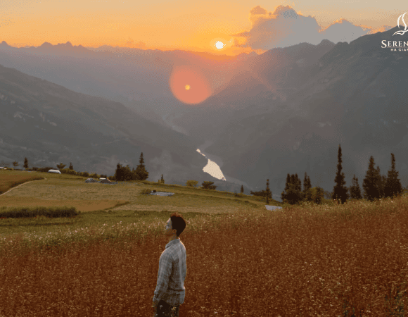 Tam Giac Mach Flowers in Ha Giang – When & Where to See